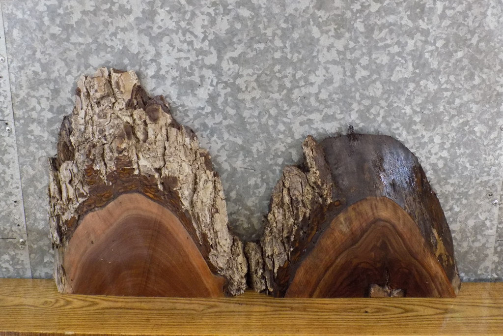 2- Live Edge Black Walnut Craft Pack/Taxidermy Base Slab CLOSEOUT 14415-14416
