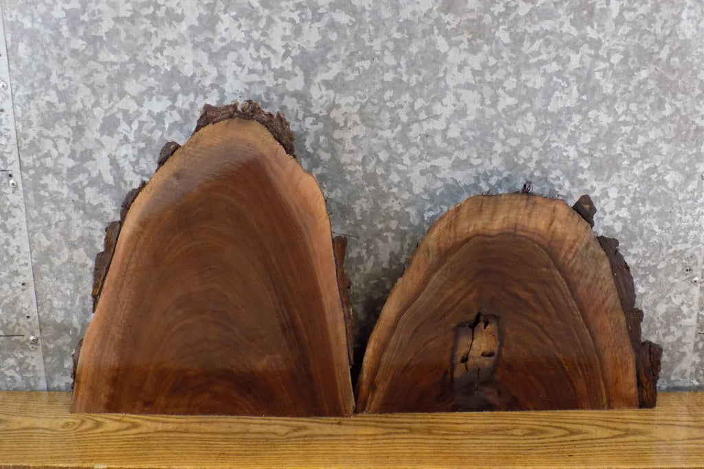 2- Live Edge Black Walnut Craft Pack/Taxidermy Base Slab CLOSEOUT 14415-14416