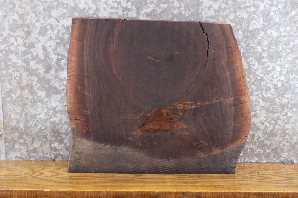 Salvaged Live Edge Black Walnut Bread/Cutting Board Slab 14427