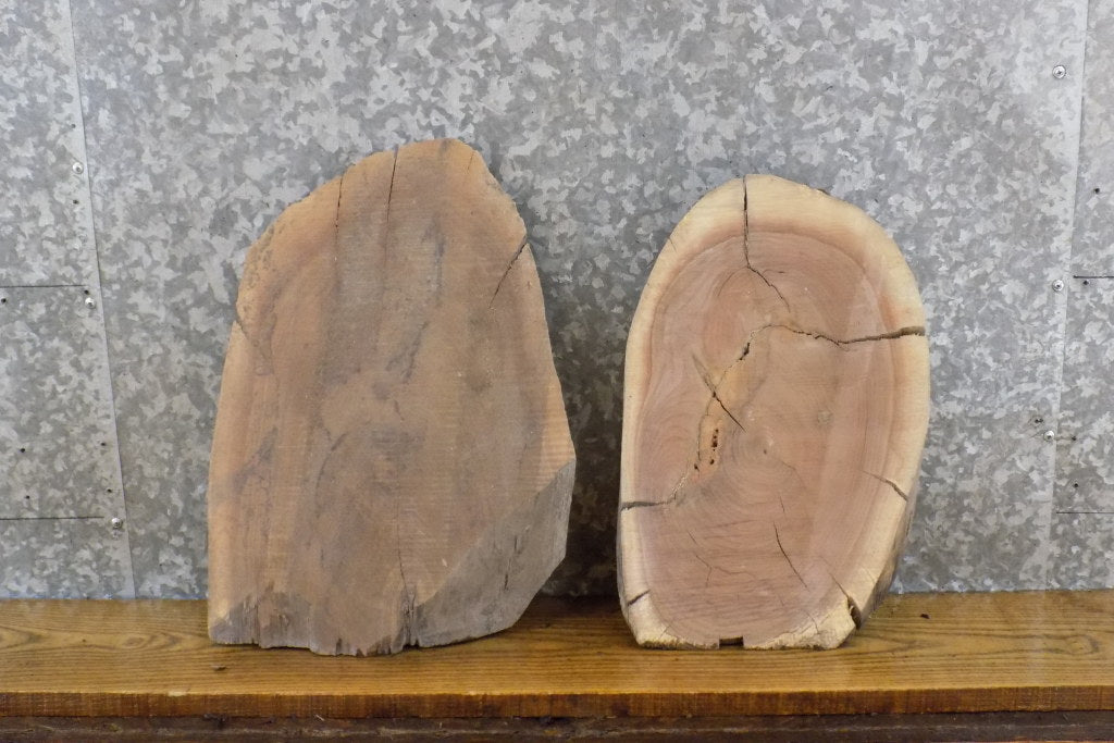 2- Rustic Black Walnut Live Edge Oval Cut Craft Pack CLOSEOUT 14452-14453