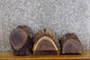 Thumbnail for 3- Live Edge Black Walnut Round Cut Taxidermy Base Slabs CLOSEOUT 14482-14484