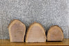 Thumbnail for 3- Live Edge Black Walnut Round Cut Taxidermy Base Slabs CLOSEOUT 14482-14484