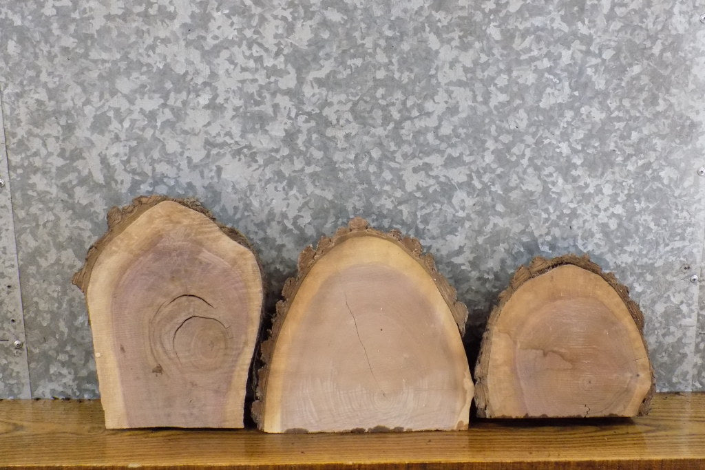3- Live Edge Black Walnut Round Cut Taxidermy Base Slabs CLOSEOUT 14482-14484