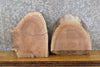 Thumbnail for 2- Live Edge Black Walnut Craft Pack/Taxidermy Base Slab CLOSEOUT 14494-14495
