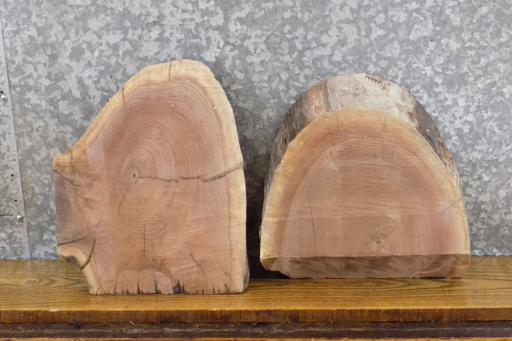 2- Live Edge Black Walnut Craft Pack/Taxidermy Base Slab CLOSEOUT 14494-14495