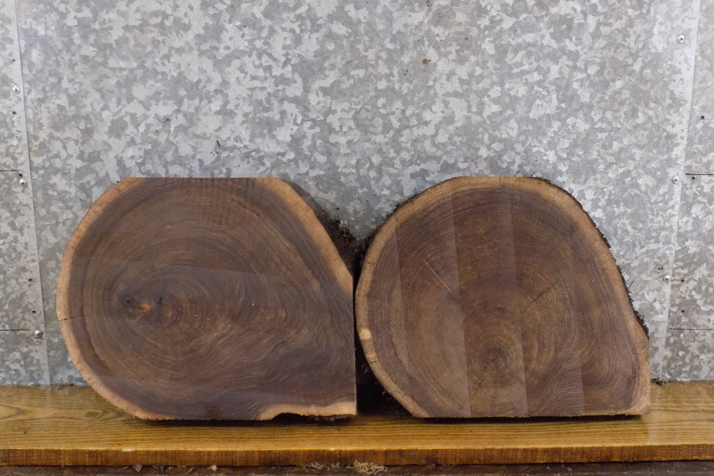 2- Rustic Partial Live Edge Round Cut Black Walnut Craft Pack 14518-14519