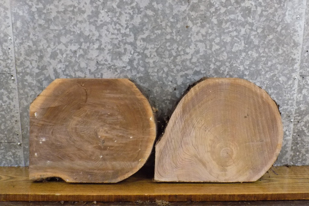 2- Rustic Partial Live Edge Round Cut Black Walnut Craft Pack 14518-14519