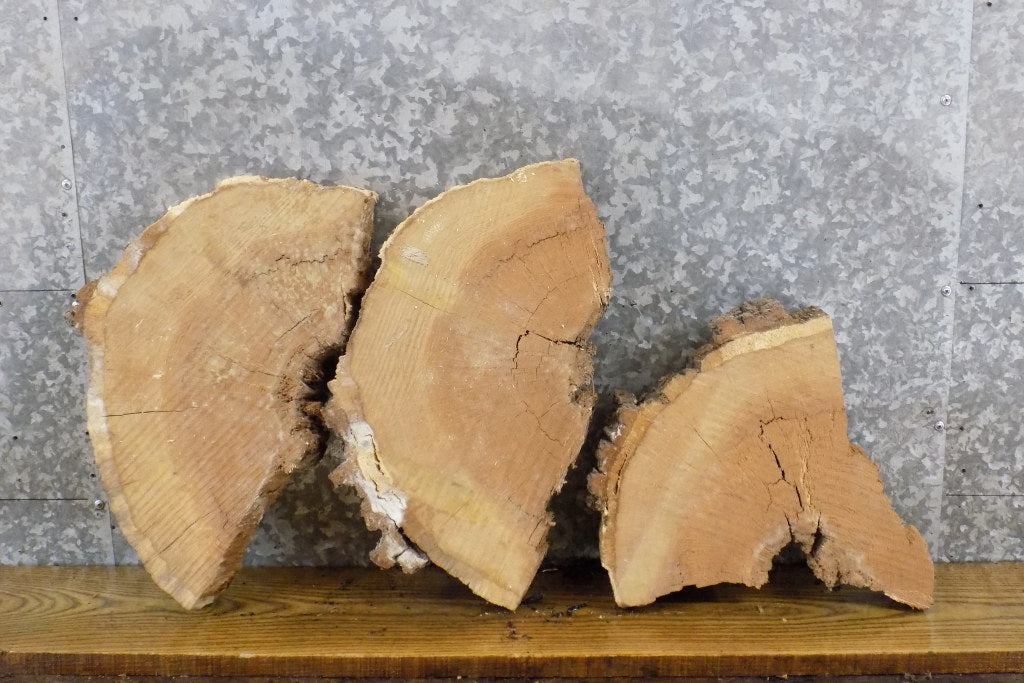 3- Live Edge White Oak Rustic Craft Pack/Epoxy Project Slabs 14583-14585