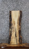 Thumbnail for Spalted Maple Live Edge Charcuterie/Shelf Slab 1462