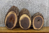 Thumbnail for 3- Oval Cut Live Edge Bark Black Walnut Taxidermy Bases CLOSEOUT 14725-14727