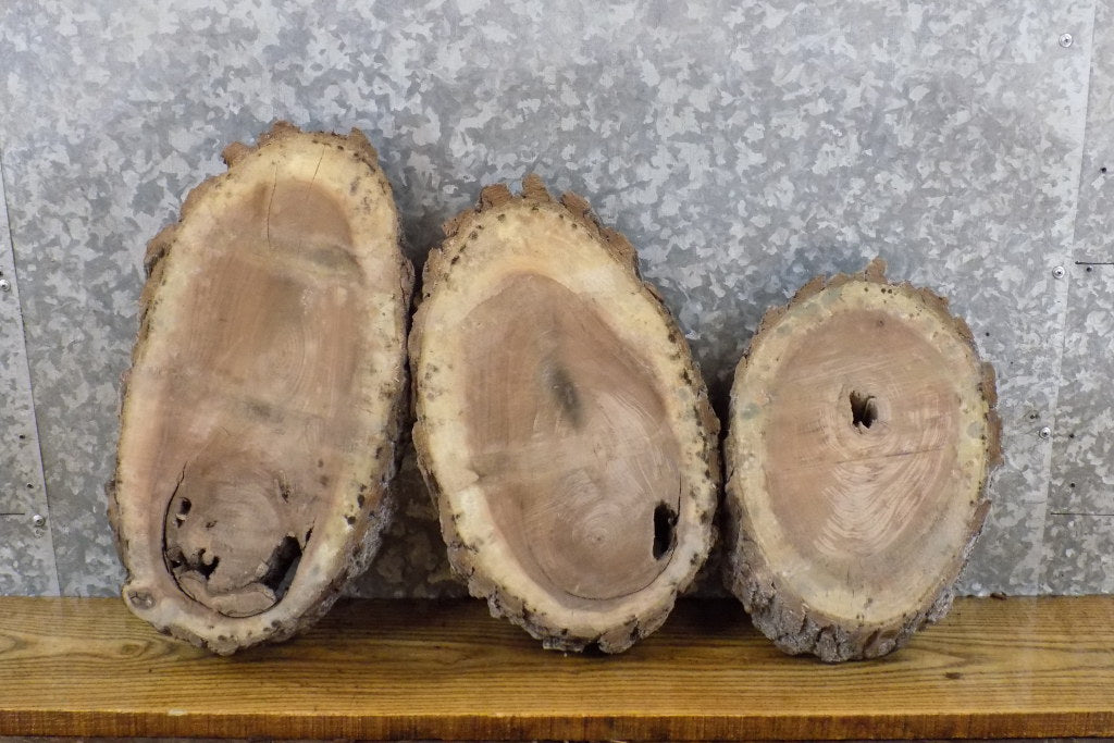 3- Oval Cut Live Edge Bark Black Walnut Taxidermy Bases CLOSEOUT 14725-14727