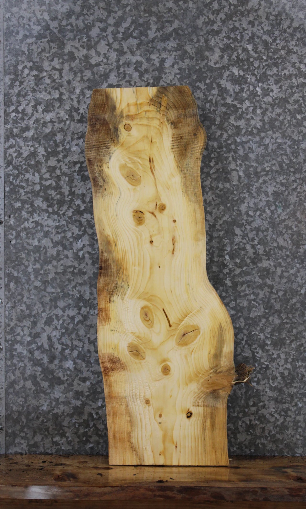 Live/Natural Edge Pine Charcuterie/Taxidermy Slab 1490