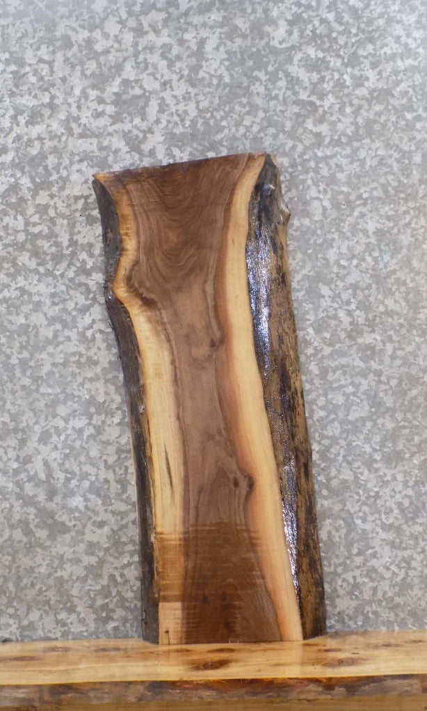 Live Edge Black Walnut Wall Shelf/End/Accent Table Top Slab 1519