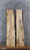 Thumbnail for 2- Spalted Maple Live Edge Charcuterie/Shelf/Taxidermy Slabs 1531-1532
