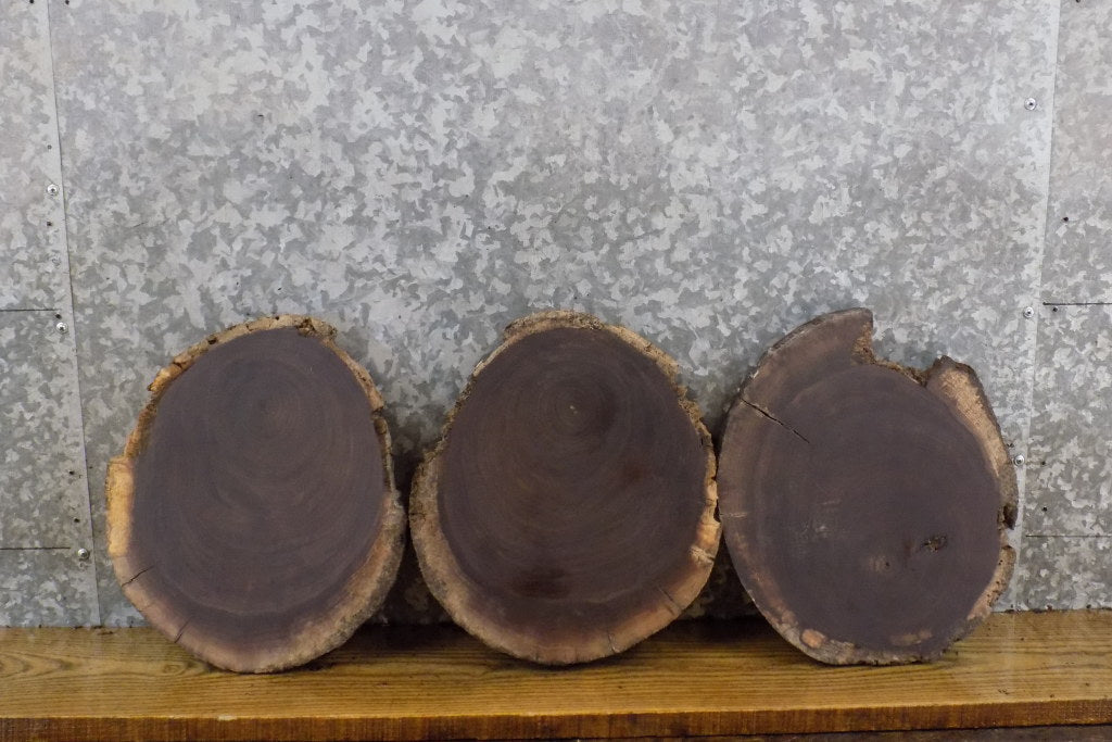 3- Round Cut Rustic Live Edge Black Walnut Centerpiece Slabs 15510-15512