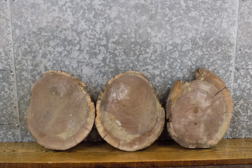 3- Round Cut Rustic Live Edge Black Walnut Centerpiece Slabs 15510-15512
