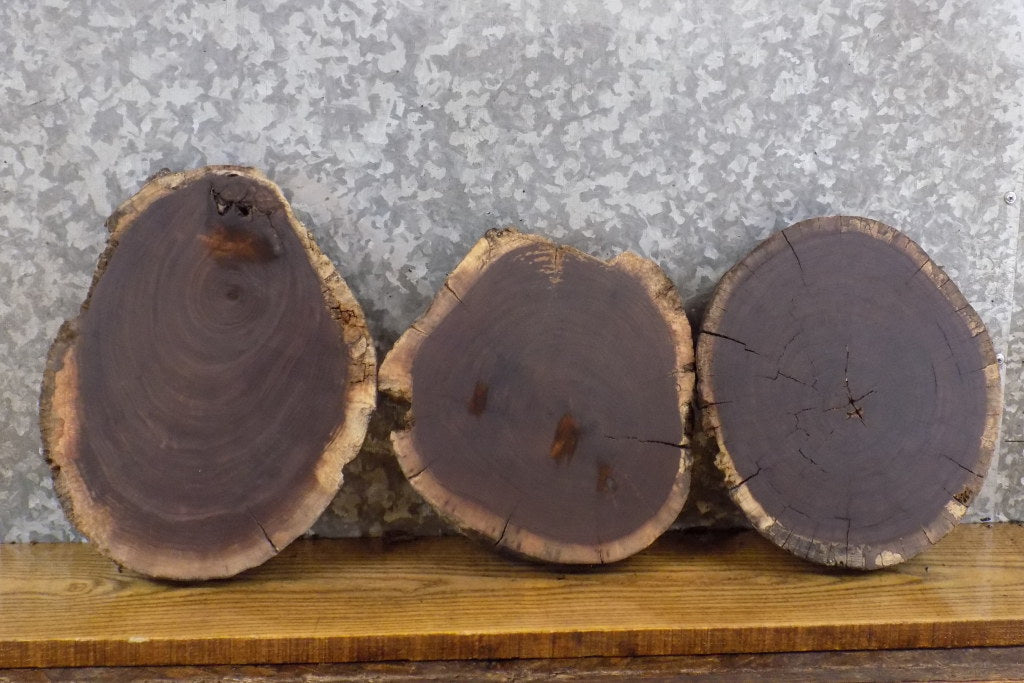 3- Round Cut Live Edge Black Walnut Salvaged Craft Pack Slabs 15523-15525