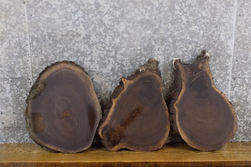 3- Black Walnut Round Cut Rustic Live Edge DIY Charcuterie Boards 15529-15531