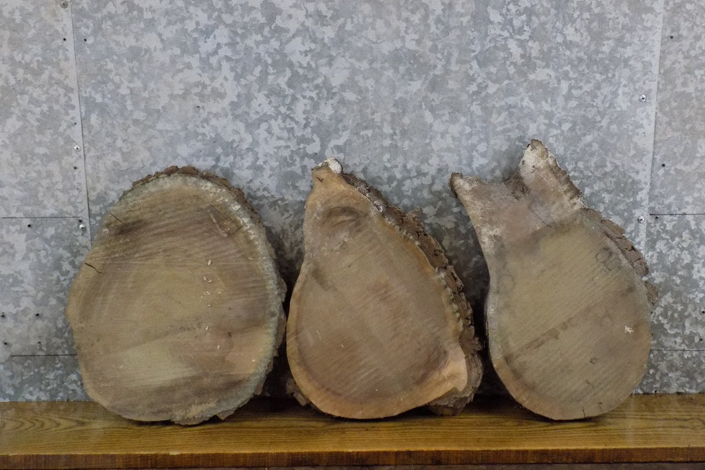 3- Black Walnut Round Cut Rustic Live Edge DIY Charcuterie Boards 15529-15531