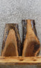 Thumbnail for 2- Live Edge Black Walnut Charcuterie Board/Taxidermy Mount Slabs 1557-1558
