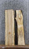 Thumbnail for 2- Spalted Maple Live Edge Charcuterie/Taxidermy/Shelf Slabs 1559-1560