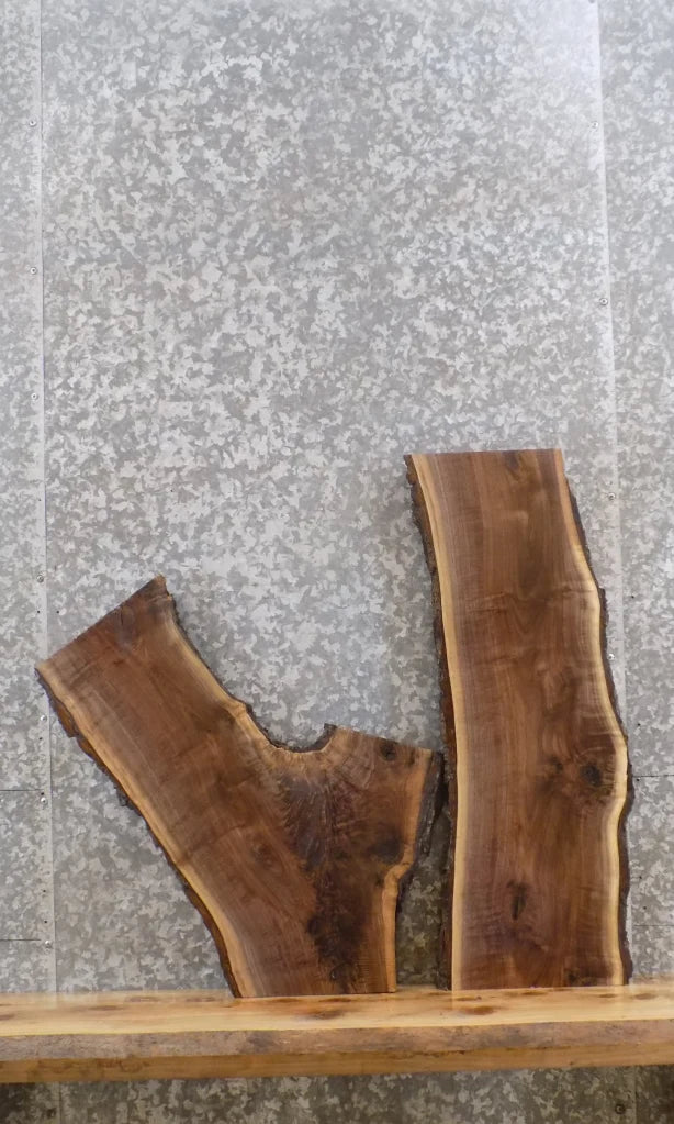 2- Live Edge Black Walnut Wall Art/Taxidermy Mount Slabs CLOSEOUT 1561-1562