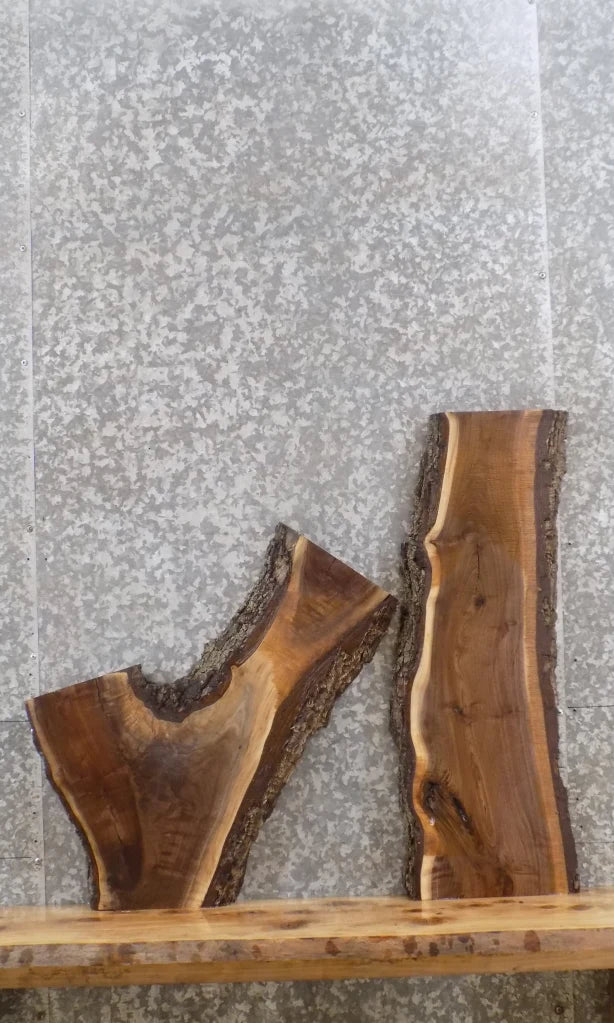 2- Live Edge Black Walnut Wall Art/Taxidermy Mount Slabs CLOSEOUT 1561-1562