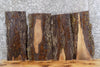 Thumbnail for 4- Live Edge Black Walnut Wall Shelf/Taxidermy Mount Slabs 1873-1876