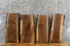 Thumbnail for 4- Live Edge Black Walnut Wall Shelf/Taxidermy Mount Slabs 1873-1876