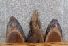 Thumbnail for 3- Live Edge Black Walnut Taxidermy Mount/Wall Art Slabs CLOSEOUT 858-860