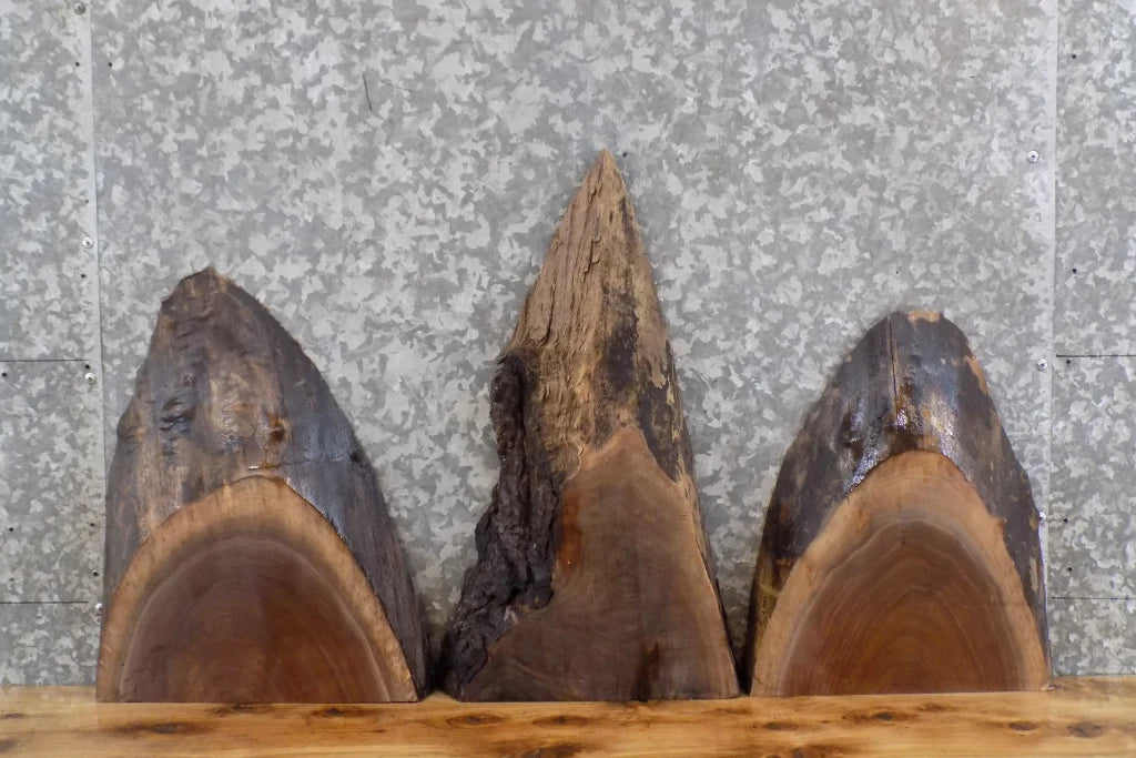 3- Live Edge Black Walnut Taxidermy Mount/Wall Art Slabs CLOSEOUT 858-860