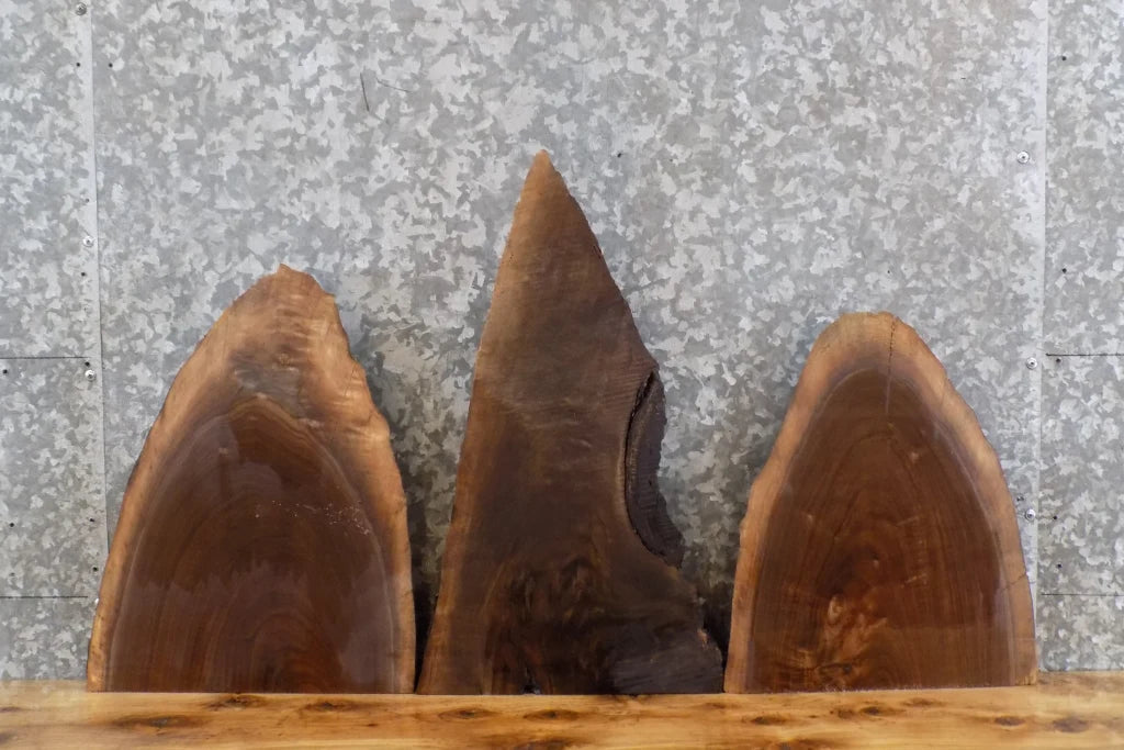 3- Live Edge Black Walnut Taxidermy Mount/Wall Art Slabs CLOSEOUT 858-860