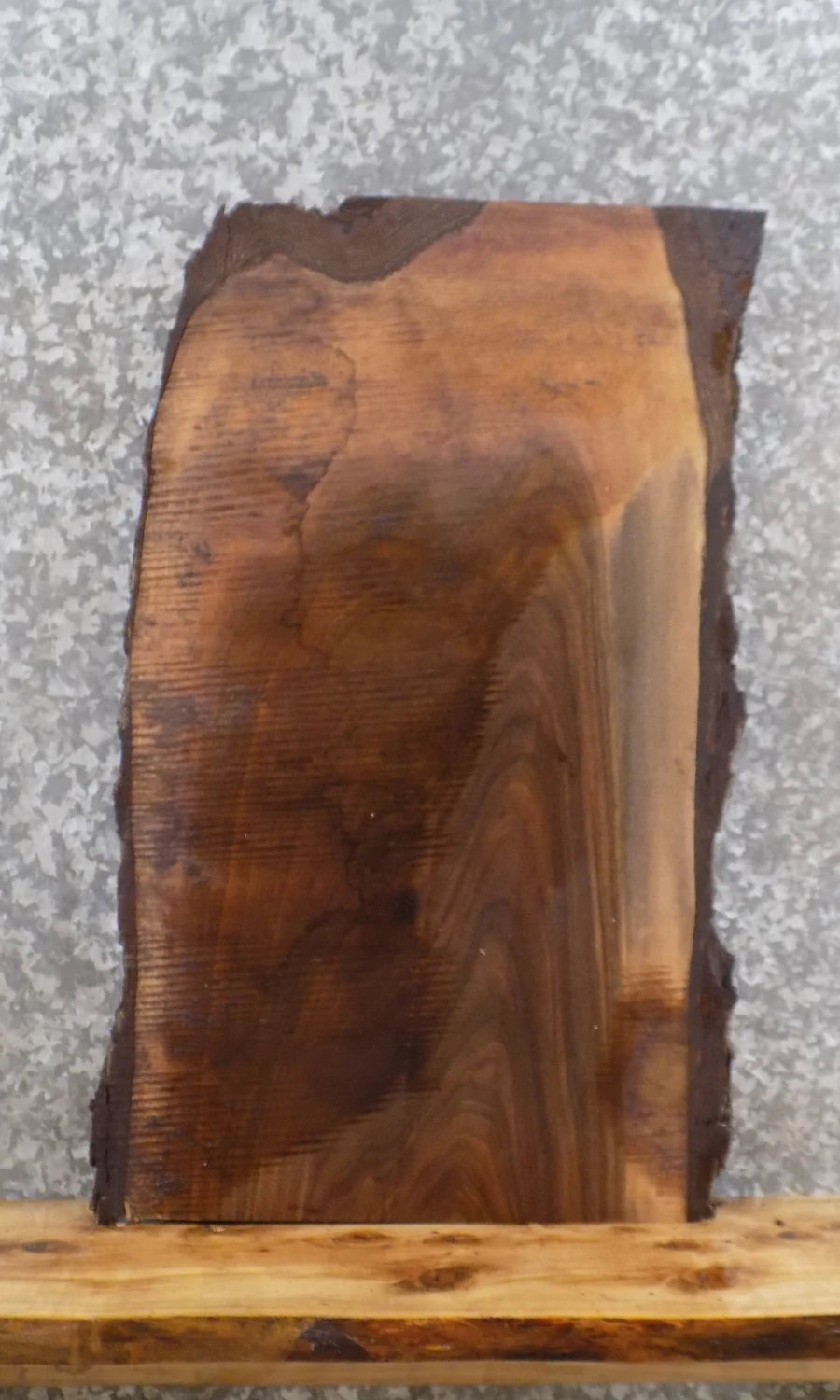 Black Walnut Accent Table/Taxidermy Mount Slab CLOSEOUT 1578