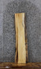 Thumbnail for Maple Live Edge Shelf/Taxidermy Slab 1725