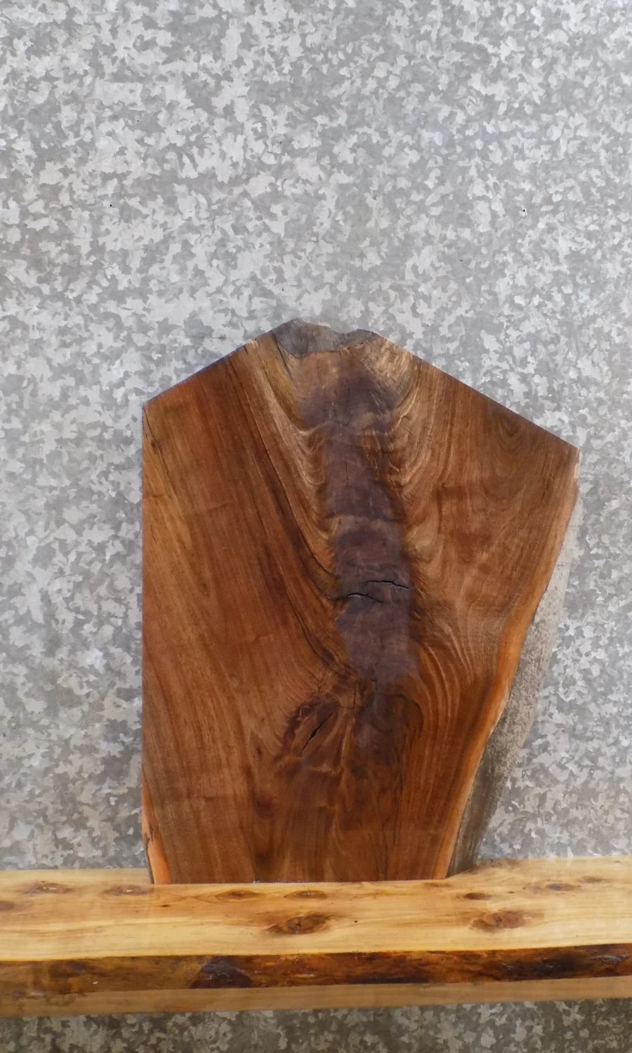 Live Edge Black Walnut Taxidermy Mount/End Table Top Slab 13126