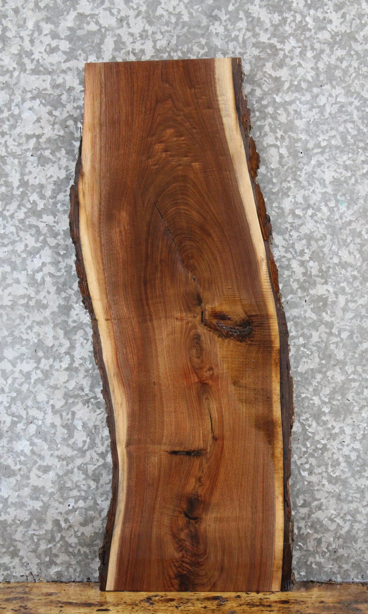 Live Edge Black Walnut Taxidermy Mount/Side Table Slab 1803