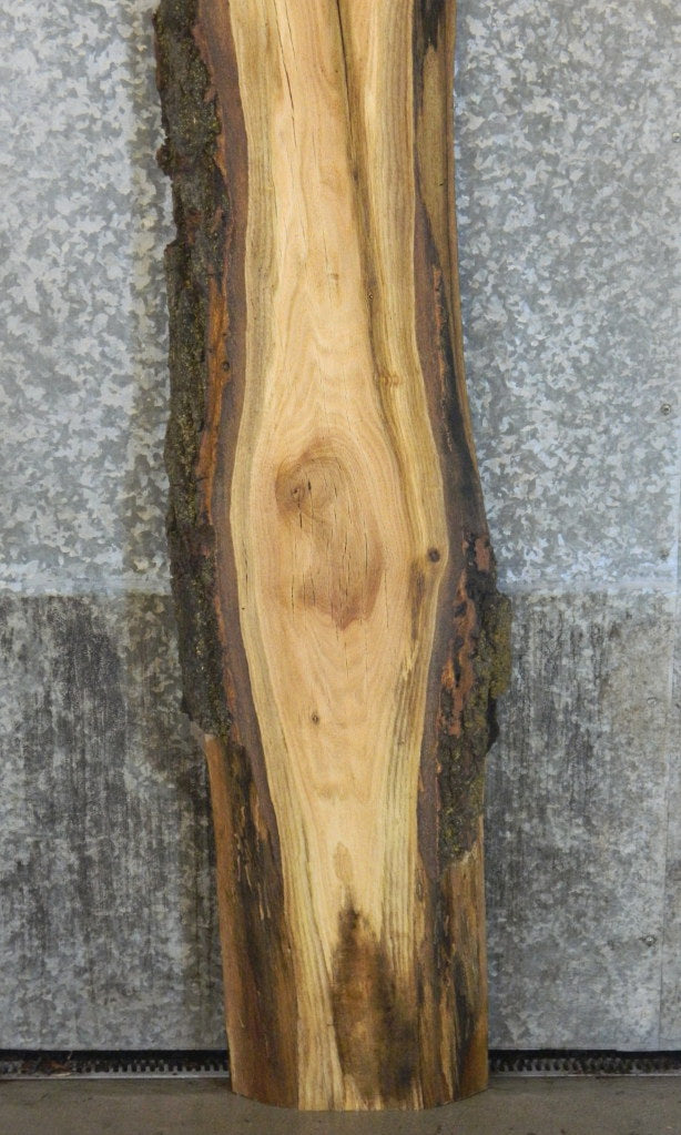 Rustic Natural Edge Red Oak Sofa/Table Top Slab CLOSEOUT 1