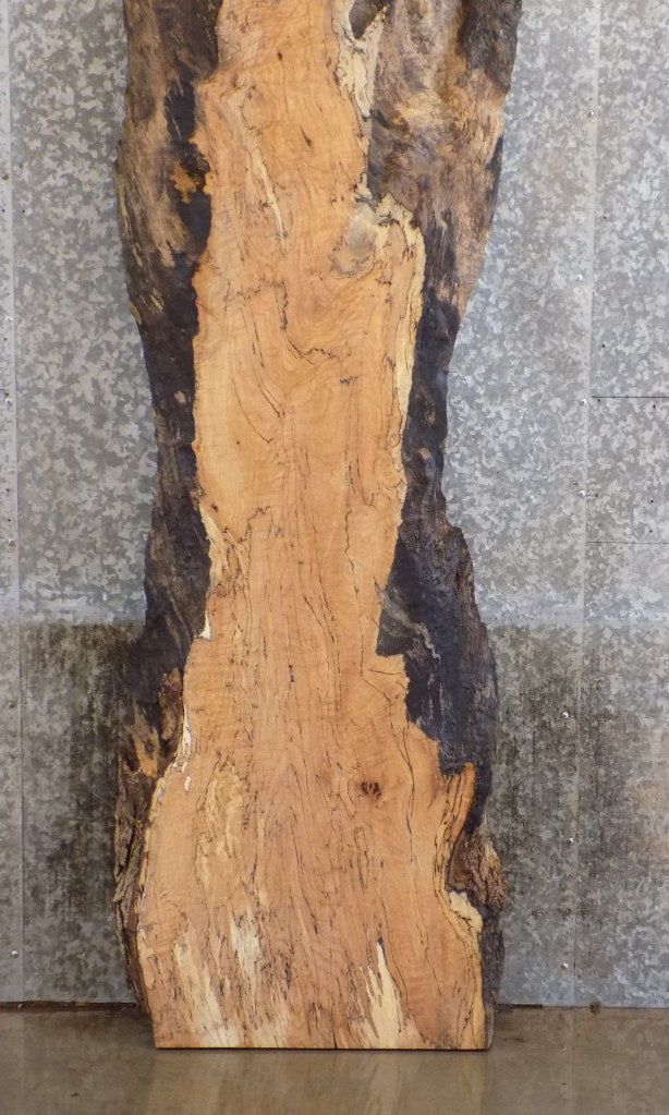 Live Edge Spalted Maple Rustic Reception Table/Bar Top Slab 20144