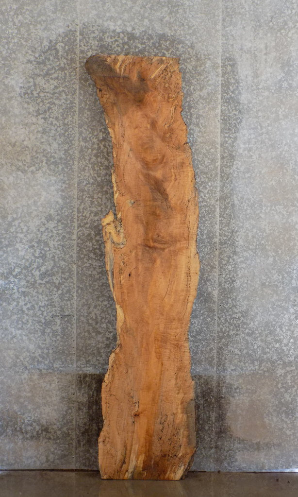 Live Edge Spalted Maple Rustic Reception Table/Bar Top Slab 20144