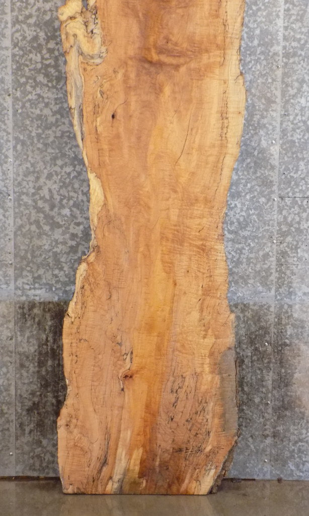 Live Edge Spalted Maple Rustic Reception Table/Bar Top Slab 20144