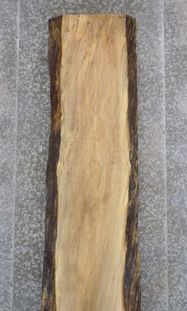 Salvaged Live Edge Spalted Maple Bar/Table Top Wood Slab 20270