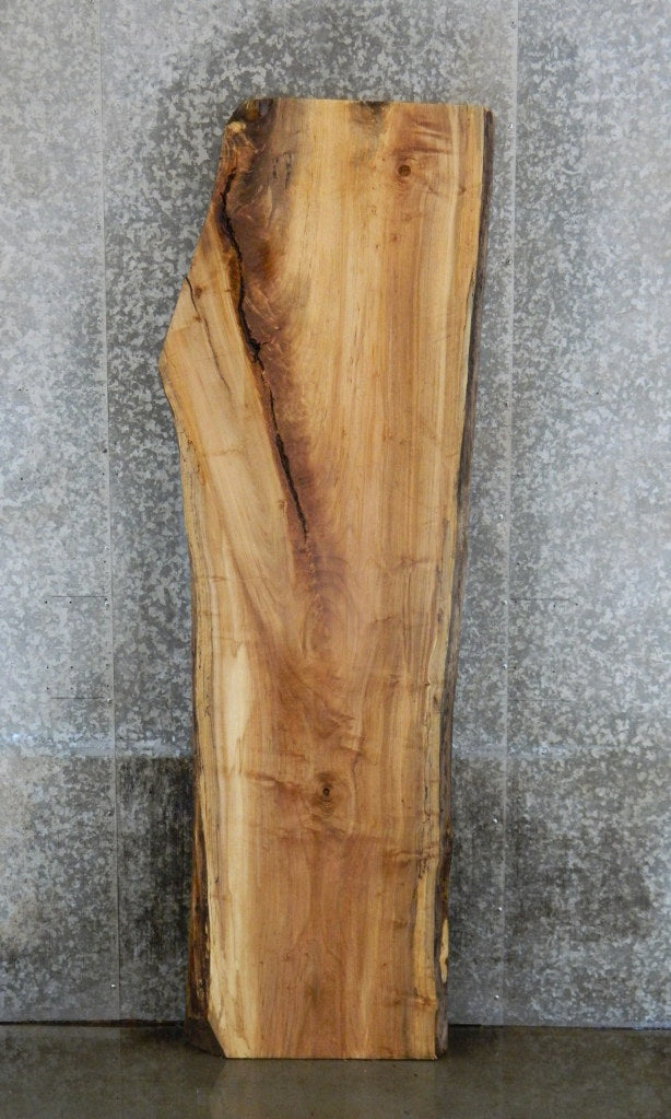 Live Edge Spalted Maple Headboard Wood Slab CLOSEOUT 20597
