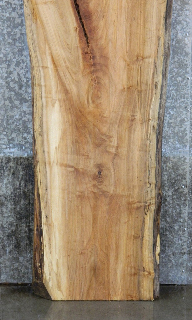 Live Edge Spalted Maple Headboard Wood Slab CLOSEOUT 20597