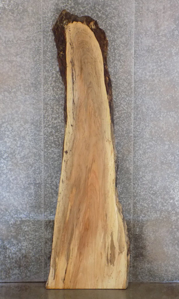 Maple Natural Edge Bar/Reception Table Top Slab CLOSEOUT 20677