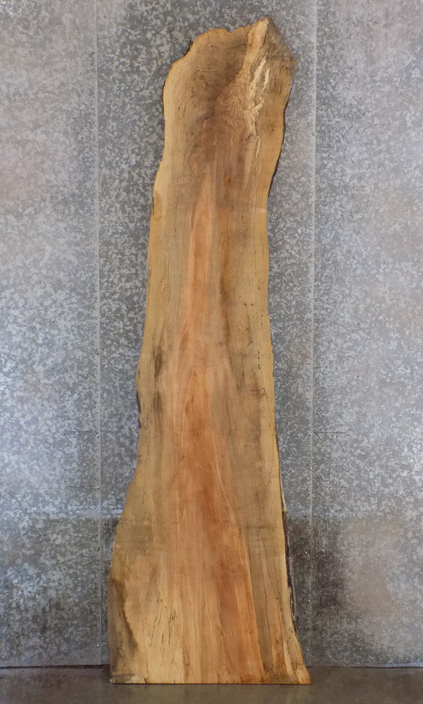 Maple Natural Edge Bar/Reception Table Top Slab CLOSEOUT 20677