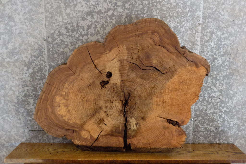 Oval Cut Rustic Elm Coffee/Sofa Table Top Wood Slab CLOSEOUT 20701