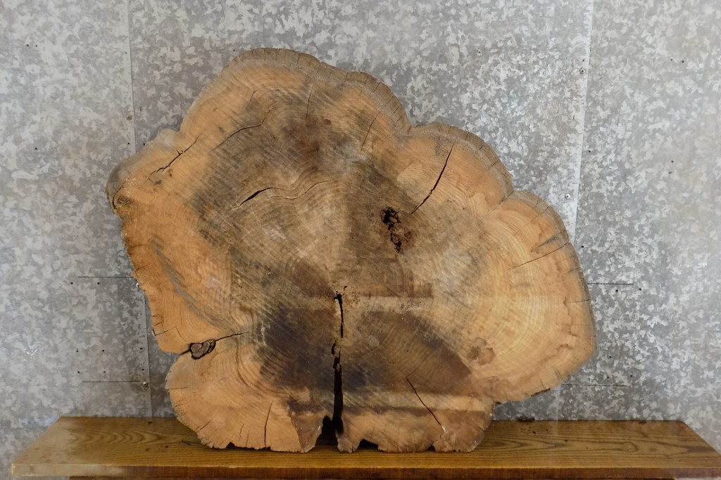 Oval Cut Rustic Elm Coffee/Sofa Table Top Wood Slab CLOSEOUT 20701