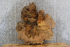 Thumbnail for 2- Live Edge Round Cut Maple Slab, Epoxy Project Table Top 20704