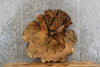 Thumbnail for 2- Live Edge Round Cut Maple Slab, Epoxy Project Table Top 20704