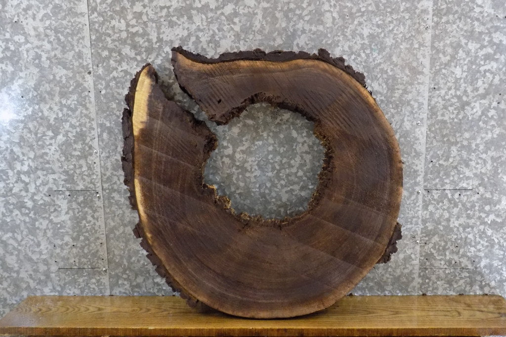 Black Walnut Live Edge Round/Thick Cut Epoxy Project Slab 20708